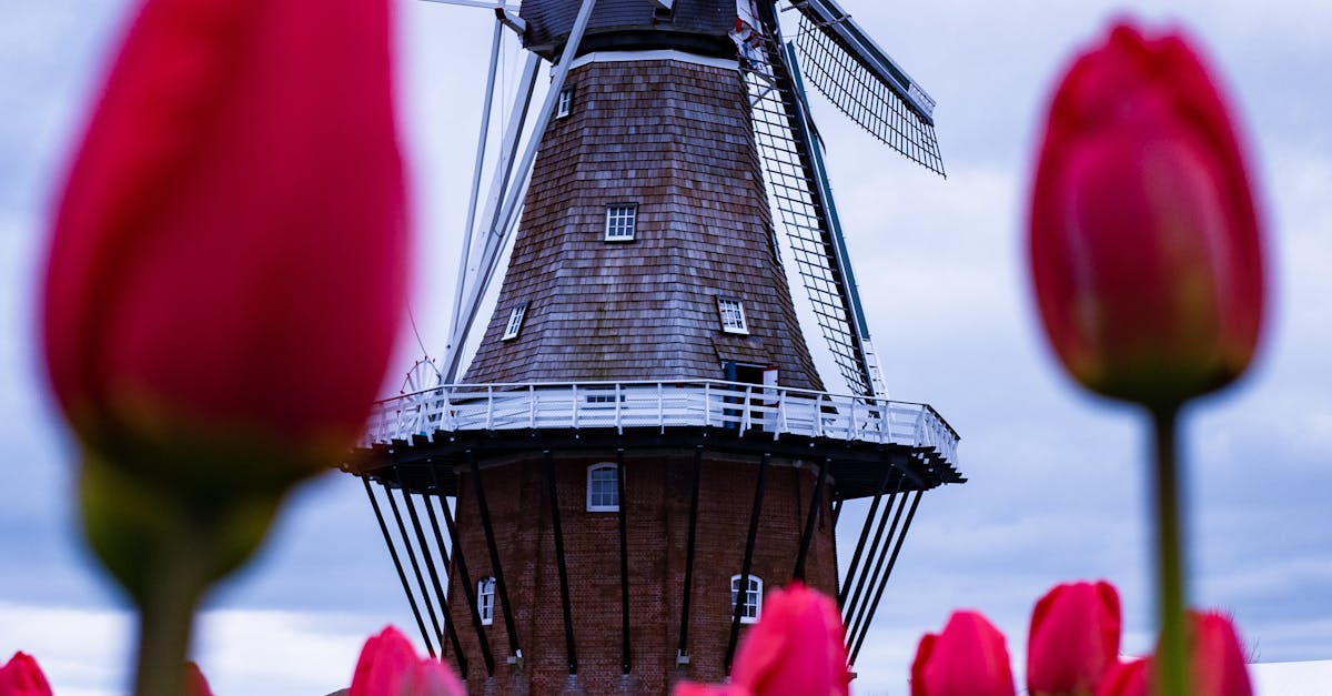 A Guide to Haarlem's Local Food Markets and Tasting Traditions