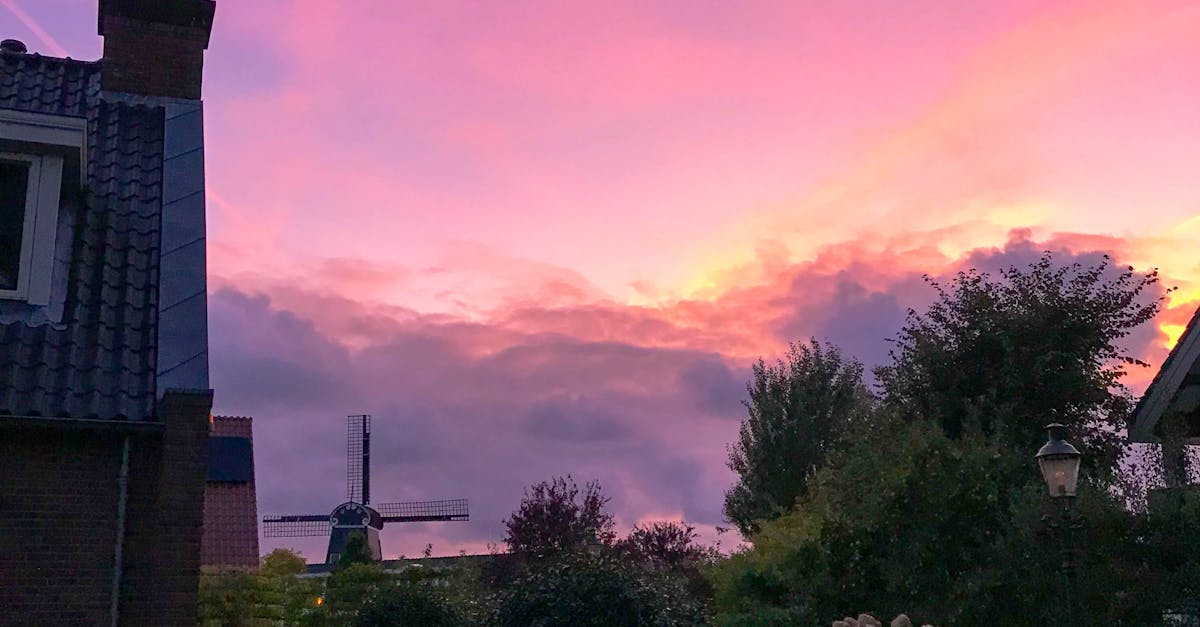 Exploring the Best Online Dutch Courses for Beginners