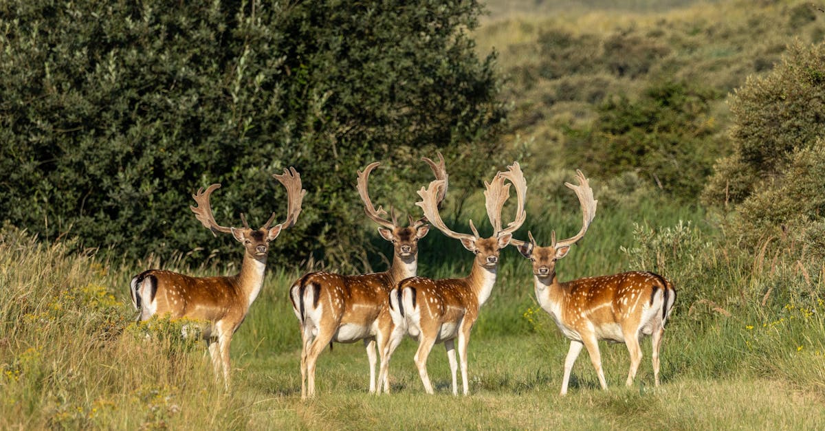 Strategies for Improving Dutch Vowel Pronunciation