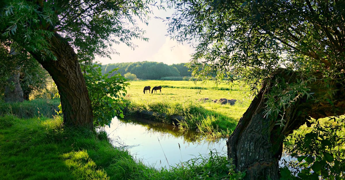 Structuring Essays in Dutch: A Comprehensive Guide