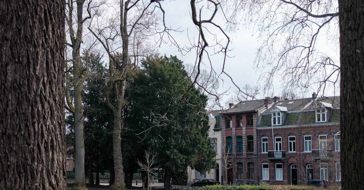 The Role of Gamification in Dutch Language Apps