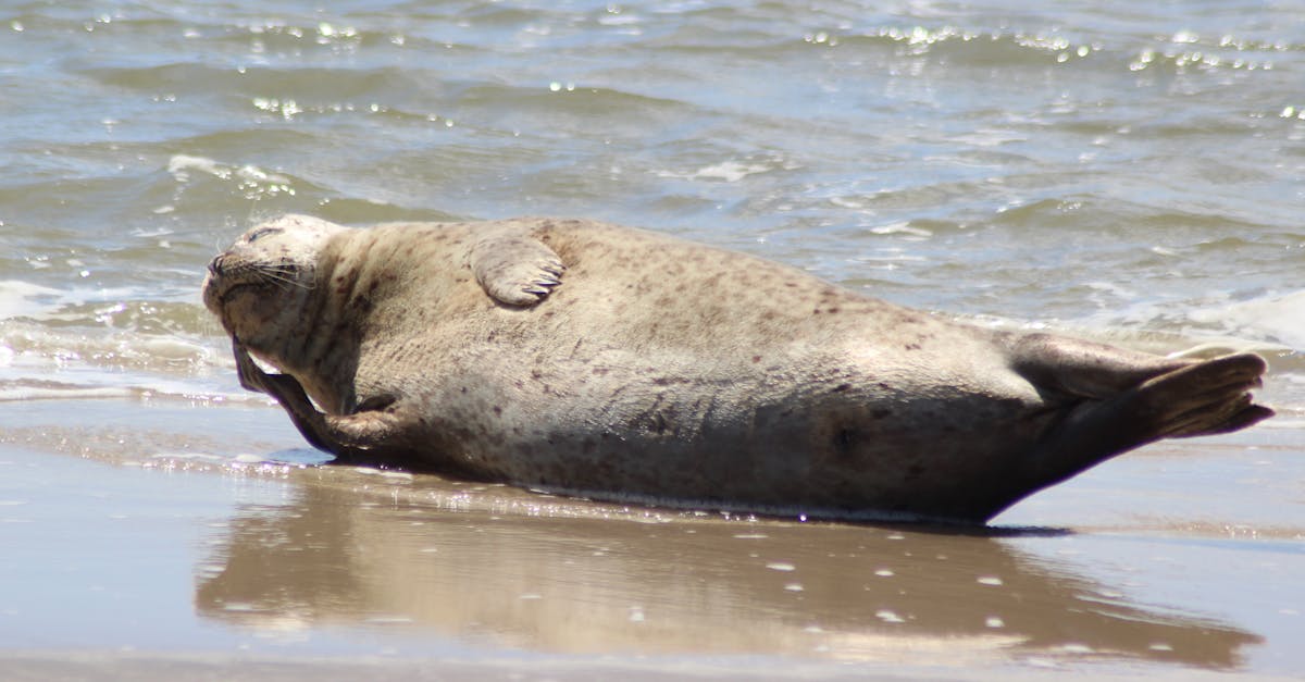 Using Tongue Twisters to Refine Dutch Pronunciation